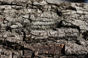 bark of walnut tree, macro, background texture