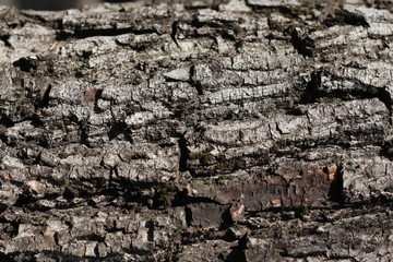 bark of walnut tree, macro, background texture