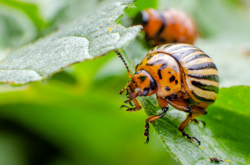 Colorado potato beetle crawling on potato leaves
