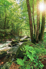 forest stream with rocky shore in summer. beautiful nature scenery. moss on the boulders. long exposure in day time