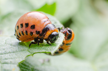 Red larva of the Colorado potato beetle eats potato leaves