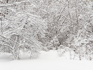 Heavy snowfall in the forest. Snow covered branches after snowfall. The nature of Russia is winter.