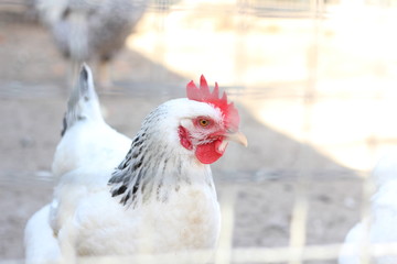 Chicken hen in a cage close up behind bars