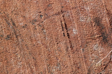 Texture bois bruyère Stiennon Jacques