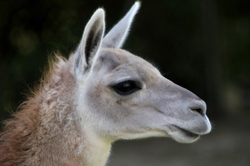 Alpaka  Porträt