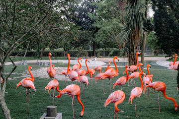 Desaturated flamingos picture in a garden.