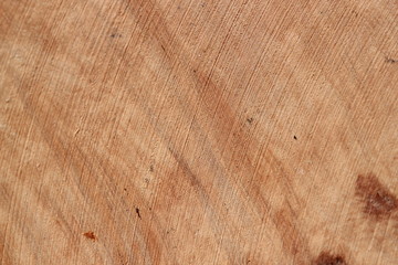 Texture bois bruyère Stiennon Jacques