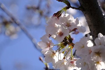 桜