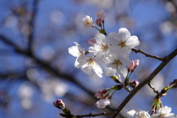 桜