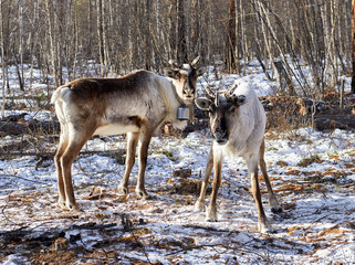 Two reindeer. Tofalar population of forest domestic deer