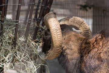 An eating mouflon