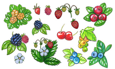Hand painted watercolor set of berries.