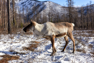 Tofalar domestic reindeer. One deer on background of taiga pasture