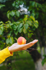 man holds in his hand ripe peach on the background of trees in the park and green grass. sunny day,...