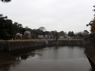 皇居の花見