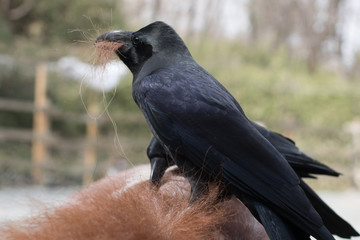 Crows are robbing the manes of horse for making their nest 