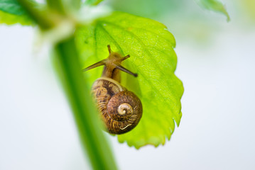 Snail on plant 