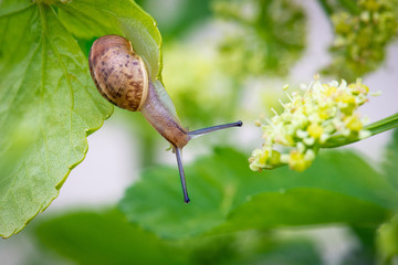 Snail on plant 