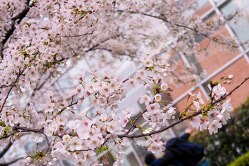 桜