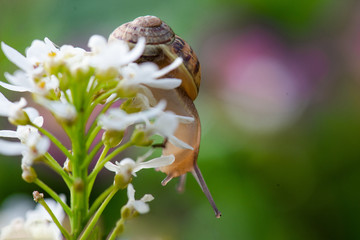 Snail on plant 