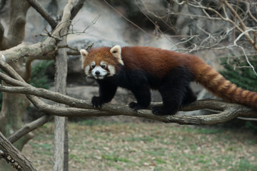 Fototapeta premium A cute red panda