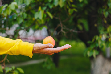 man holds in his hand ripe peach on the background of trees in the park and green grass. sunny day,...