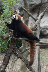 A cute red panda