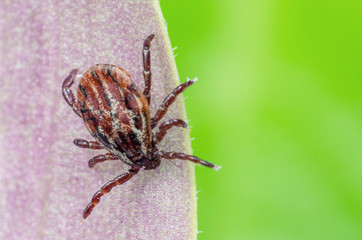 A dangerous parasite and infection carrier mite sitting on a leaf