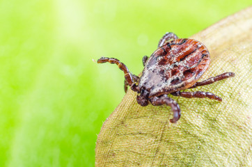 The mite sits on a dry leaf, dangerous parasite and a carrier of infections
