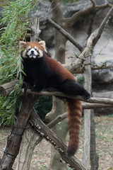A cute red panda
