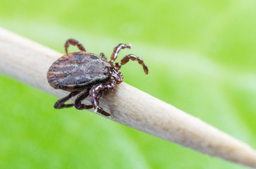 A dangerous parasite and a carrier of mite infection on a branch