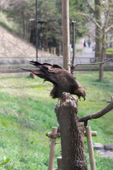 The shouting eagle