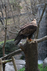 The looking eagle