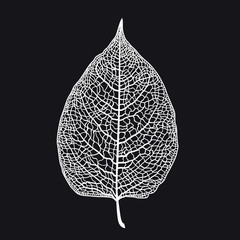 Vector skeletonized leaf of a tree on a black background. The graphic element may be used as a design background, business cards, postcards, etc.