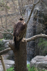 The looking eagle