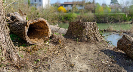  logged hollow tree