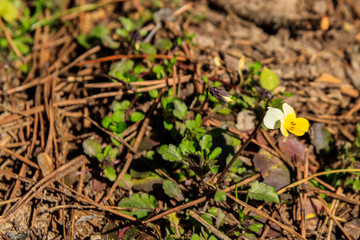 Field pansies (Viola arvensis) is a species of violet. Beautiful small flowers growing in forest at spring