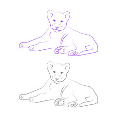 little lion on white background