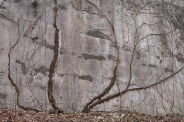 An architecture with vines