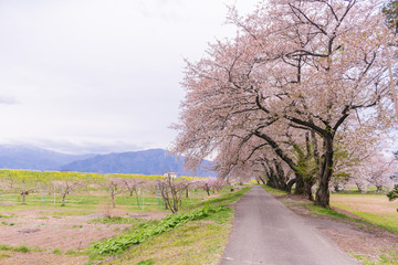 Fototapeta na wymiar Beautiful cherry blossom trees, sakura in spring time with sky background