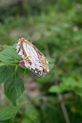 A rare butterfly Cyrestis Thyodamas