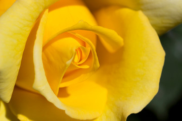 Yellow rose close up