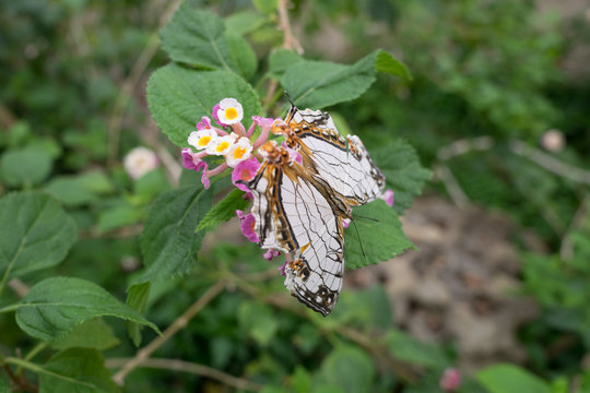 A rare butterfly Cyrestis Thyodamas
