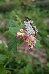 A rare butterfly Cyrestis Thyodamas