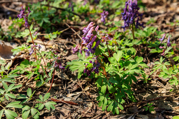 Purple corydalis flowers in forest at spring