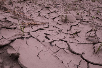 Cracks of the dried soil