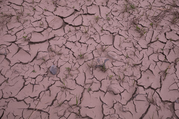 Cracks of the dried soil