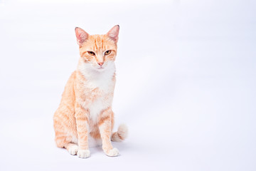 Fototapeta na wymiar ginger stray cat in white background