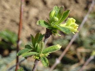 Maibeere Blüte