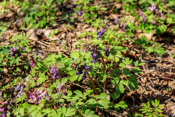 Purple corydalis flowers in forest at spring